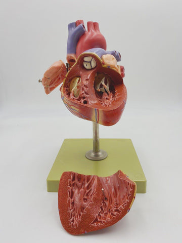 heart model with conductive system