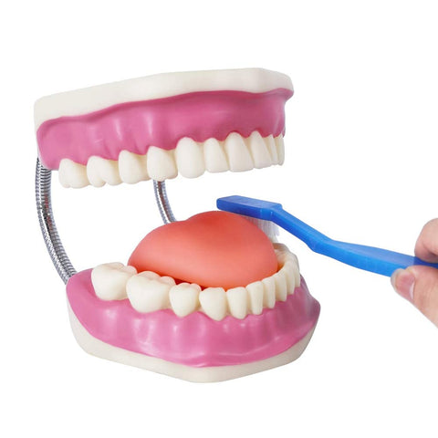 Dental Brushing Model With Brush