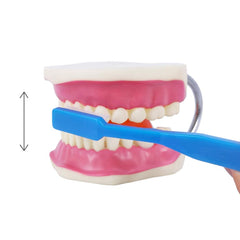 Dental Brushing Model With Brush