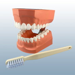 Tooth gum Brushing hygiene Model