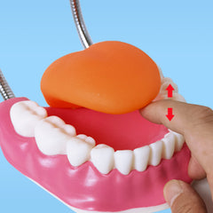 Dental Brushing Model With Brush