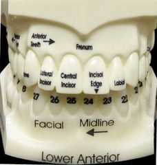 teeth morphology education model
