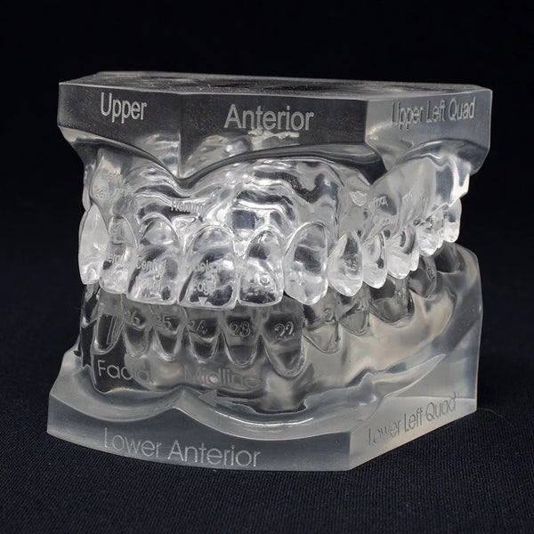 teeth morphology name numbering model 