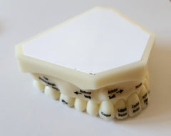 teeth oral position landmarks model
