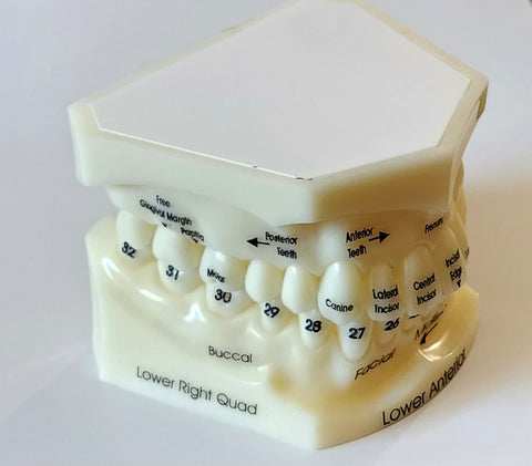 Teeth Numbers Names Educational Model