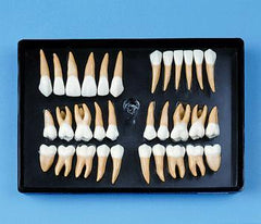 2,5 enlarged anatomical shaped teeth