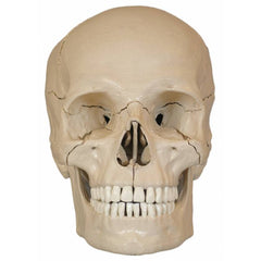 skull Anatomical model 18 parts