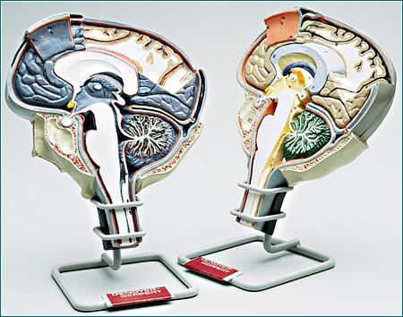 Brain Section Neurological, 2-Sided View, Prefessional 2 Models Set