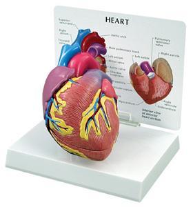 heart model