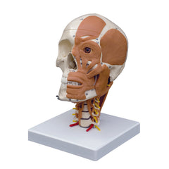 tmj skull with face muscles head 