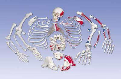 disarticulated skeleton anatomical model