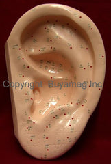 ear acupuncture points model