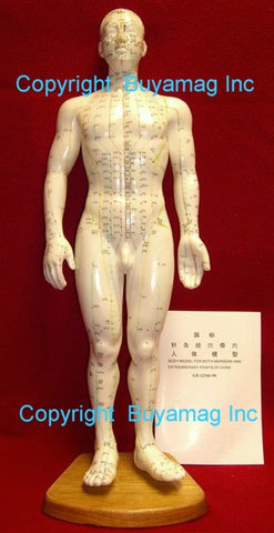 acupuncture models