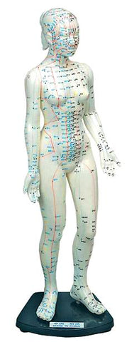 acupuncture model