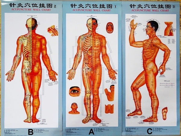 acupuncture points poster chart