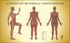 acupuncture points poster chart