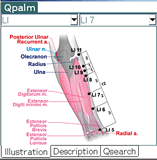 Acupunctura Spanish Para Pocket PC 1.0 Qpalm