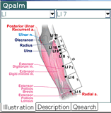 QPalm-Acupuncture Software For Palm Or For Pocket PC