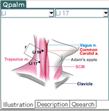 QPalm-Acupuncture Software For Palm Or For Pocket PC