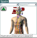 QPalm-Acupuncture Software For Palm Or For Pocket PC