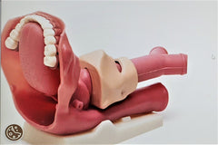 airway intubation ventilation manikin