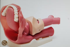 airway intubation ventilation model
