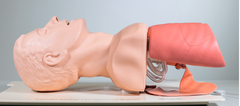 airway manikin model 