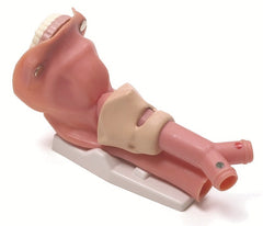 airway trainin anatomical model