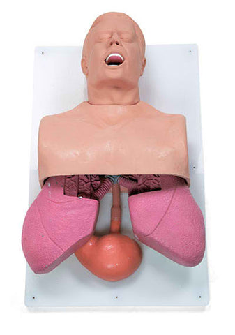 Airway adult model simulator