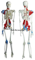 skeleton model with muscles