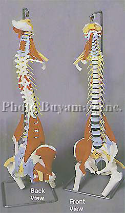 Spine "F" 35" Deluxe Life-sized Adult Spine With Muscles Model