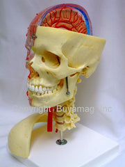 Neurovascular Skull Model  Artheries  Periodontal Sockets On Cervical 7-Part  Didactic  Academy  Deluxe