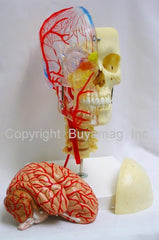 Neurovascular Skull Model  Artheries  Periodontal Sockets On Cervical 7-Part  Didactic  Academy  Deluxe