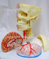 Neurovascular Skull Model  Artheries  Periodontal Sockets On Cervical 7-Part  Didactic  Academy  Deluxe