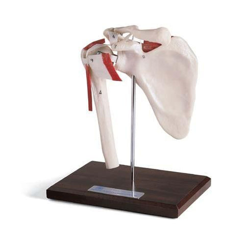 Shoulder Joint Functional Model