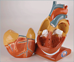 Heart Model & Pericardium & Diaphragm Giant