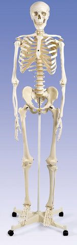 Skeleton Model Deluxe  On Roller Stand