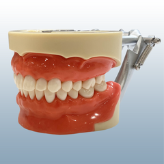 Dental Oral Anesthesia Model 