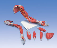 anatomical arm muscle model