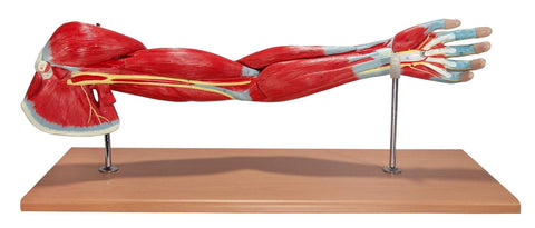 arm hand shoulder muscle model