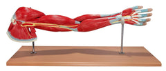 arm hand shoulder muscle model
