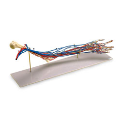 Vascular Complete Circulatory System Arm