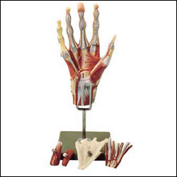 Hand Muscular vessels Nerves Model Deluxe 5 Part