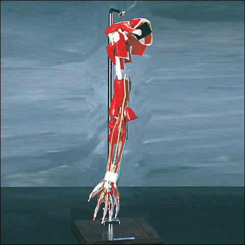 Arm Muscular Nerves Arteries Bones Deluxe Model