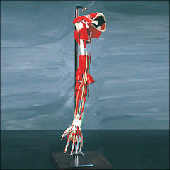 Arm Muscular Nerves Arteries Bones Deluxe Model