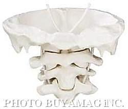 atlas axis cervical vertebrae model