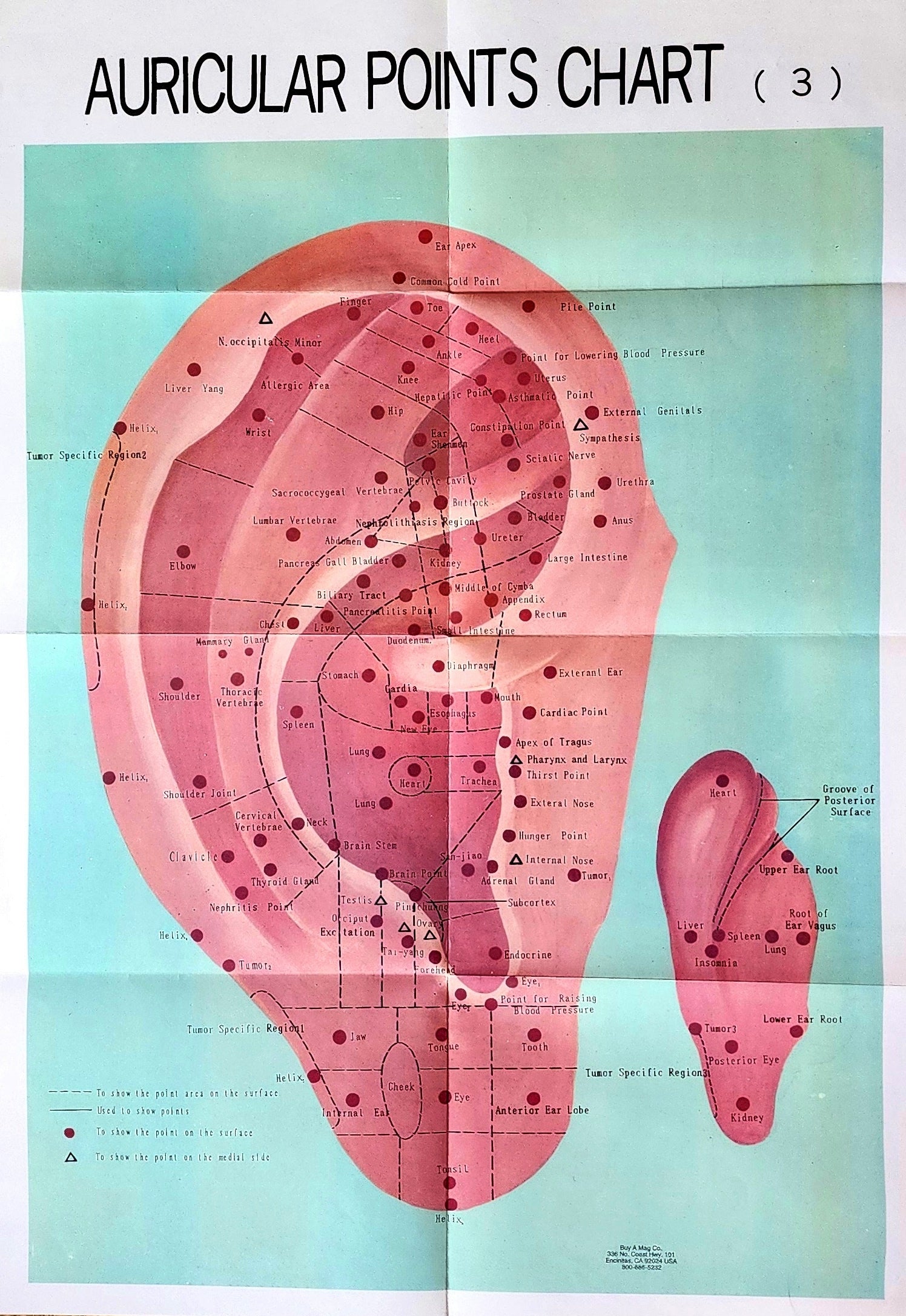 Ear Auricular Points Chart- Acupuncture Poster Buyamag – Buyamag INC