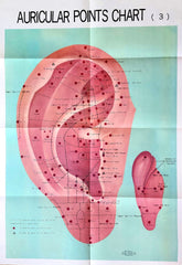 Ear Auricular Points acupuncture Chart Poster