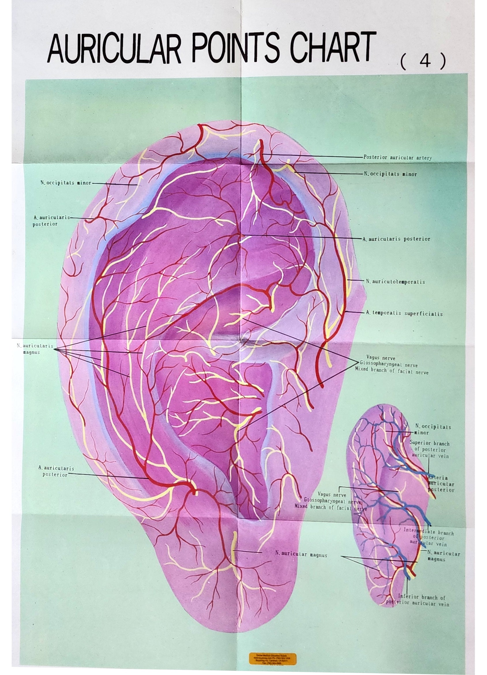 Ear Root Point Ear Auricular Points Chart- Acupressure Poster Buyamag – Buyamag INC