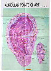 Ear Auricular Points Acupressure Treatment Chart Poster